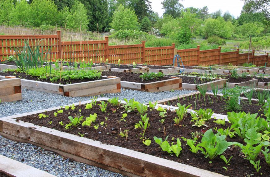 Community garden for people