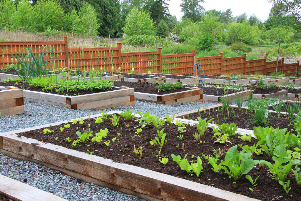 Community garden for people